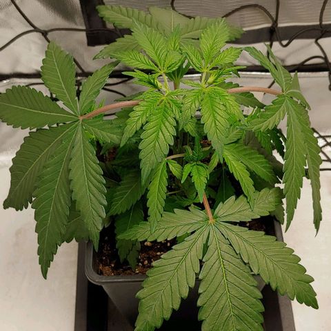Special Queen #1 growlog timeline photo