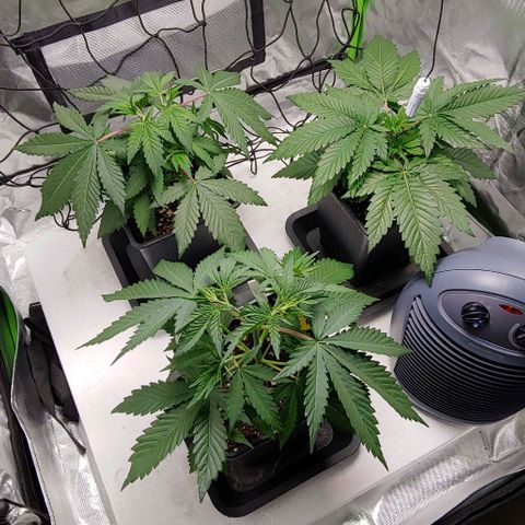OG Kush growlog timeline photo