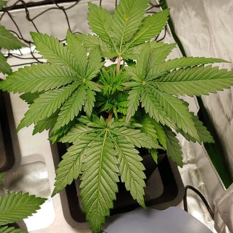 Northern Lights growlog timeline photo
