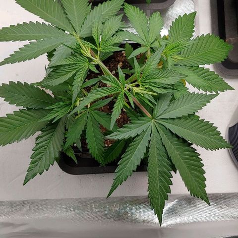 OG Kush growlog timeline photo
