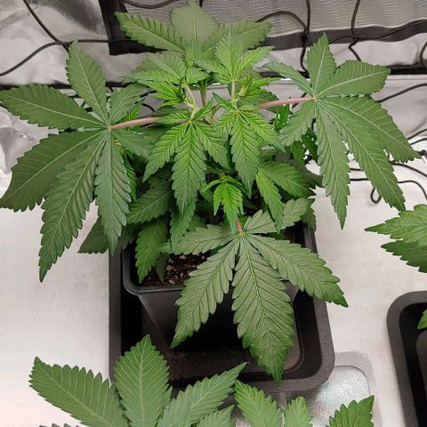 Special Queen #1 growlog timeline photo