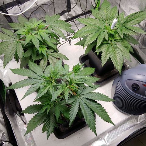 OG Kush growlog timeline photo