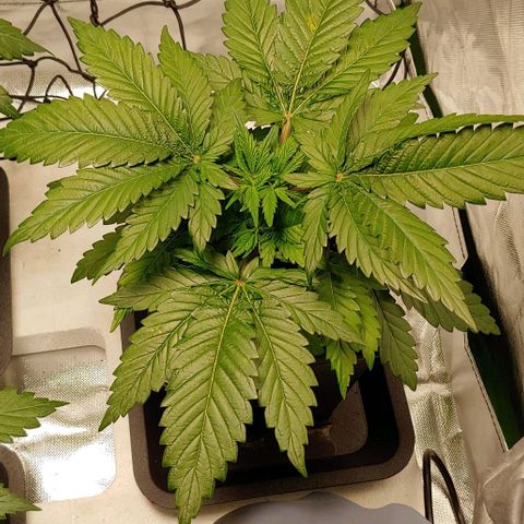 Northern Lights growlog timeline photo