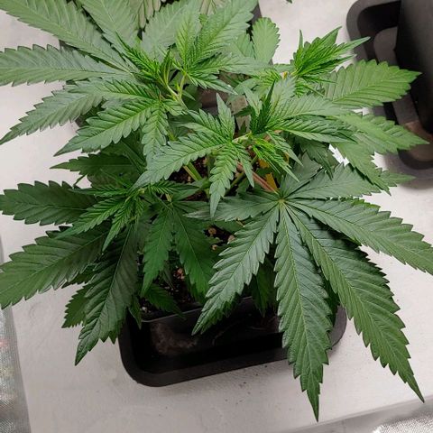OG Kush growlog timeline photo