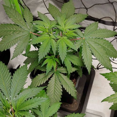 Special Queen #1 growlog timeline photo