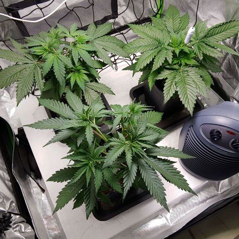 OG Kush growlog timeline photo