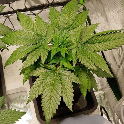 Northern Lights growlog timeline photo