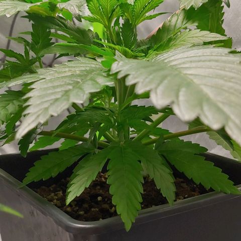 Northern Lights growlog timeline photo