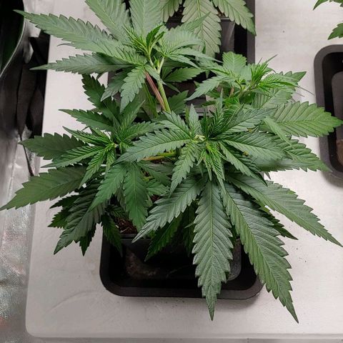 OG Kush growlog timeline photo
