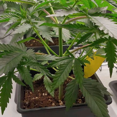 OG Kush growlog timeline photo