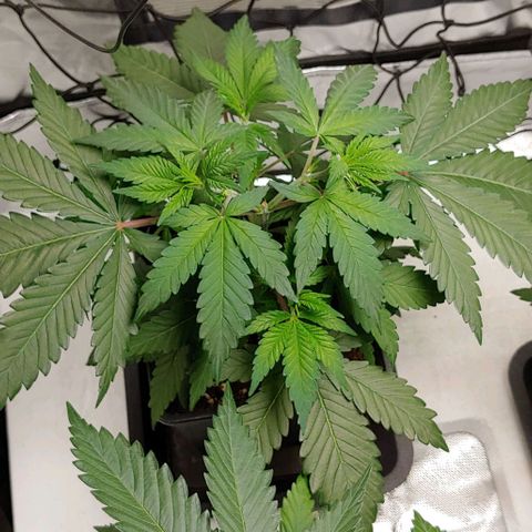 Special Queen #1 growlog timeline photo