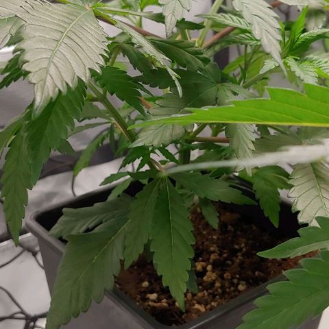 Special Queen #1 growlog timeline photo