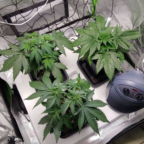 OG Kush growlog timeline photo