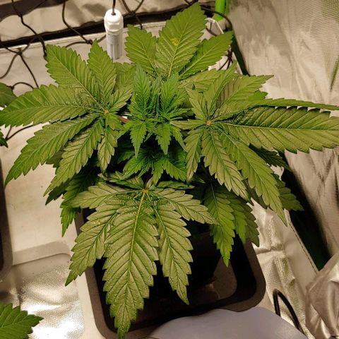 Northern Lights growlog timeline photo
