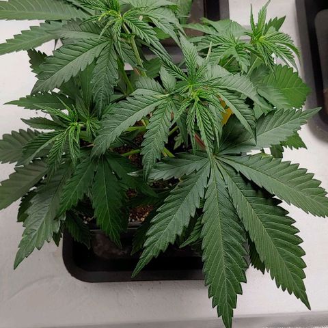 OG Kush growlog timeline photo