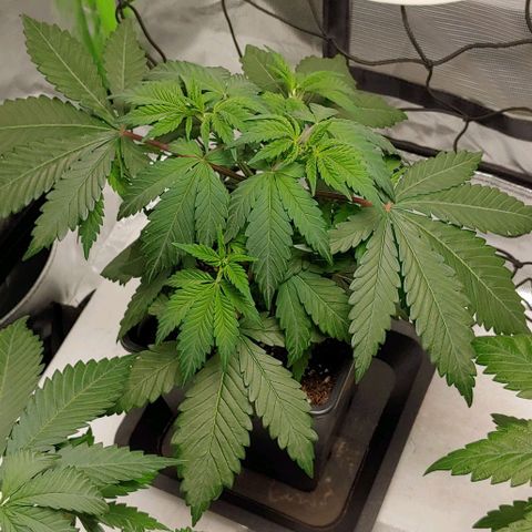 Special Queen #1 growlog timeline photo