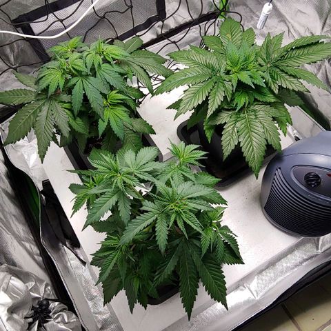 OG Kush growlog timeline photo