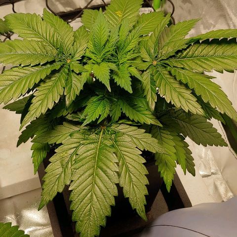 Northern Lights growlog timeline photo