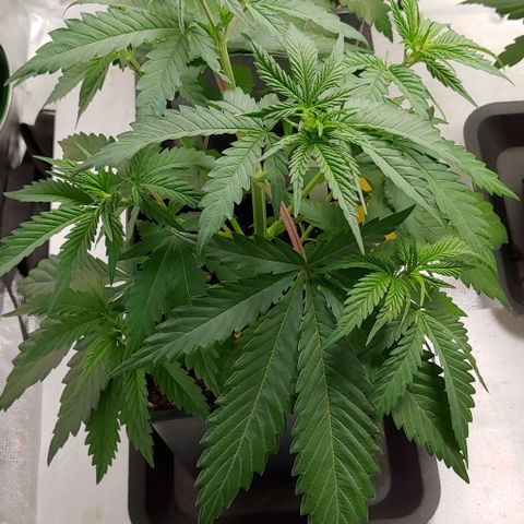 OG Kush growlog timeline photo