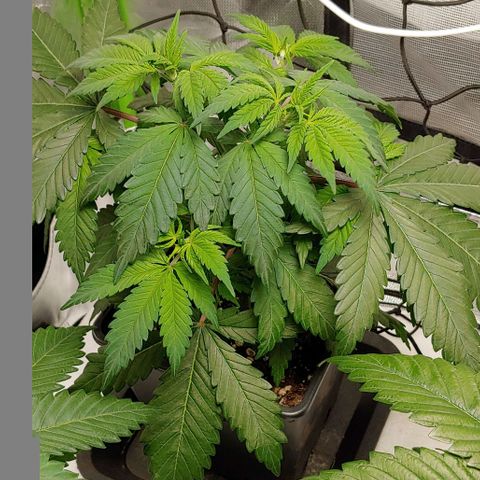 Special Queen #1 growlog timeline photo
