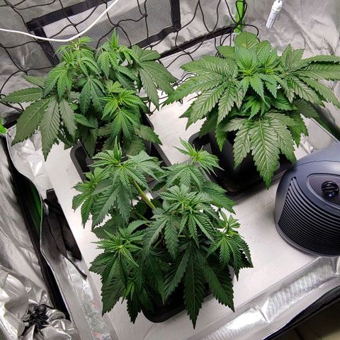 OG Kush growlog timeline photo