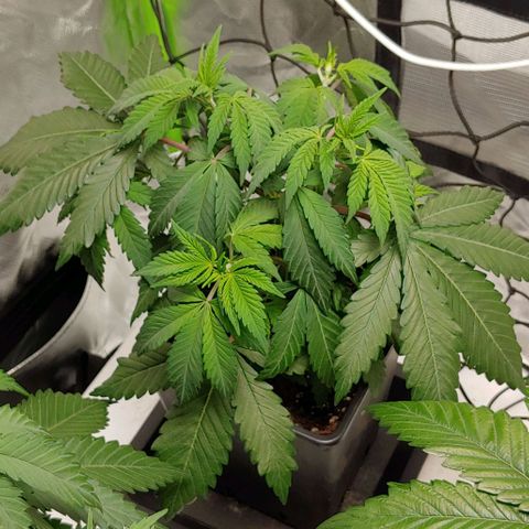 Special Queen #1 growlog timeline photo