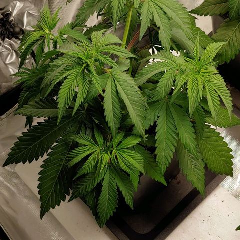 OG Kush growlog timeline photo