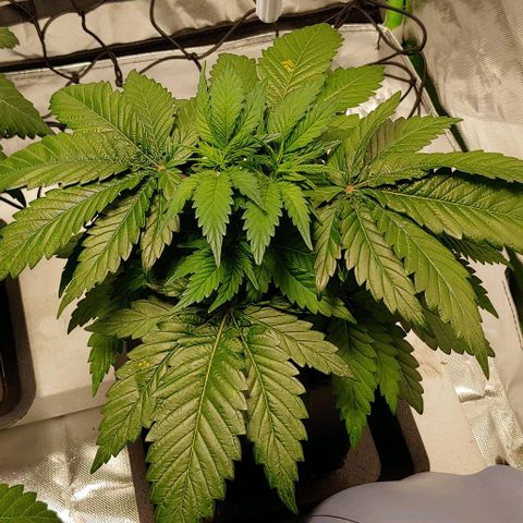 Northern Lights growlog timeline photo