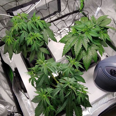 OG Kush growlog timeline photo