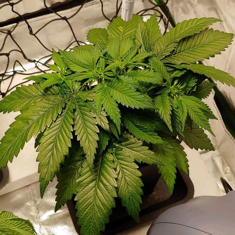 Northern Lights growlog timeline photo