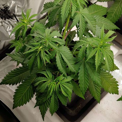 OG Kush growlog timeline photo