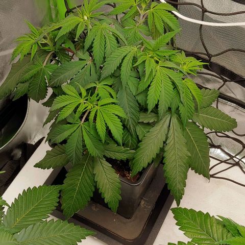 Special Queen #1 growlog timeline photo