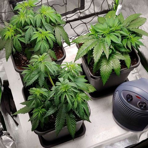 OG Kush growlog timeline photo