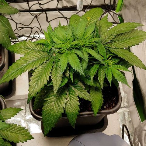Northern Lights growlog timeline photo