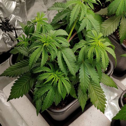 OG Kush growlog timeline photo