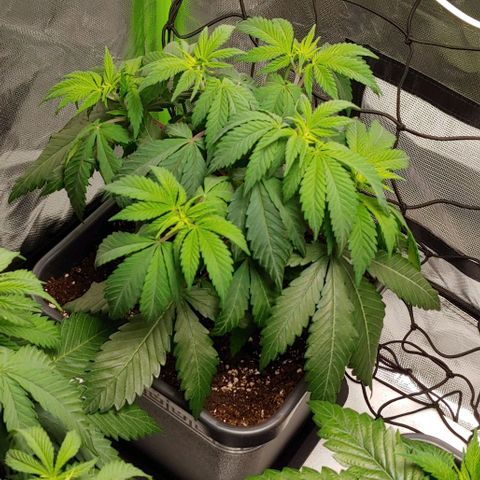Special Queen #1 growlog timeline photo