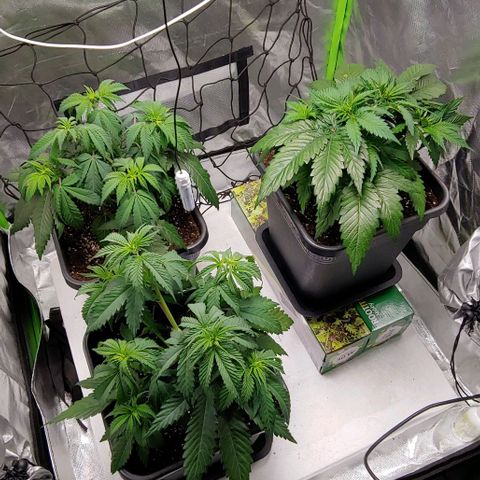 OG Kush growlog photo: NL etwas höher gestellt für ein gleichmäßigeres Canopy