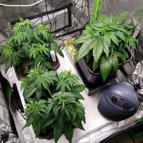 OG Kush growlog timeline photo
