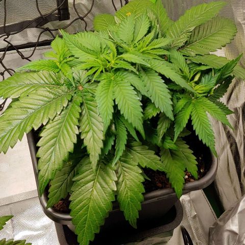 Northern Lights growlog timeline photo