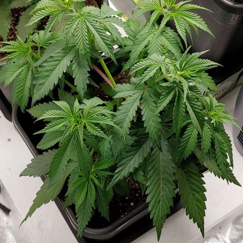 OG Kush growlog timeline photo