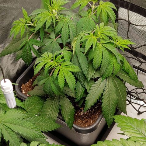 Special Queen #1 growlog timeline photo