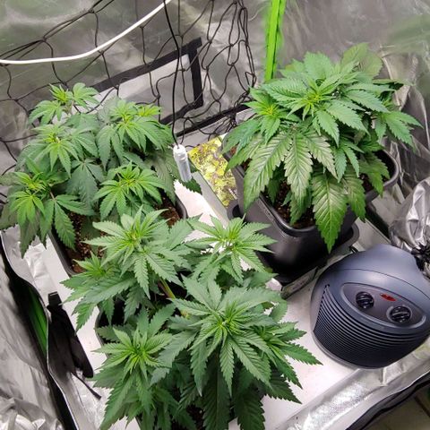OG Kush growlog timeline photo