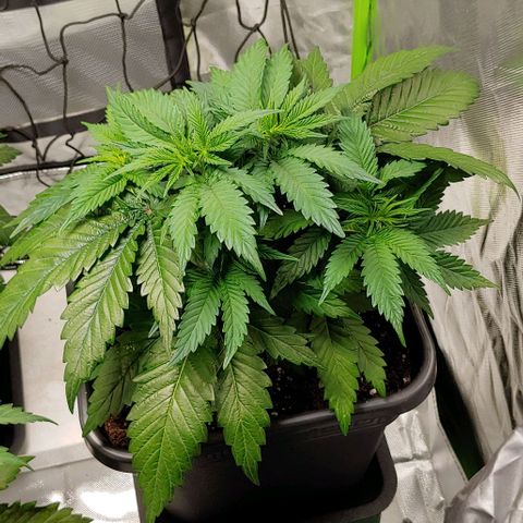 Northern Lights growlog timeline photo