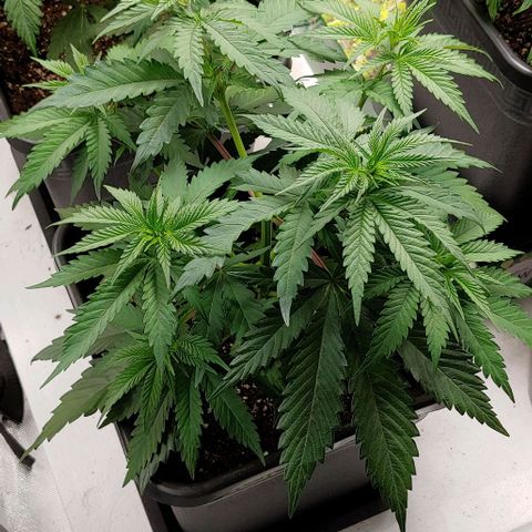 OG Kush growlog timeline photo