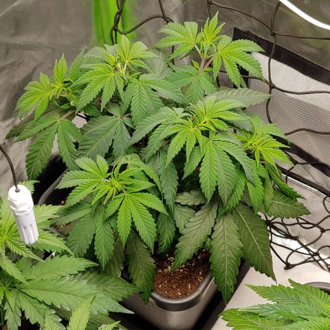 Special Queen #1 growlog timeline photo