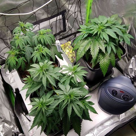 OG Kush growlog timeline photo