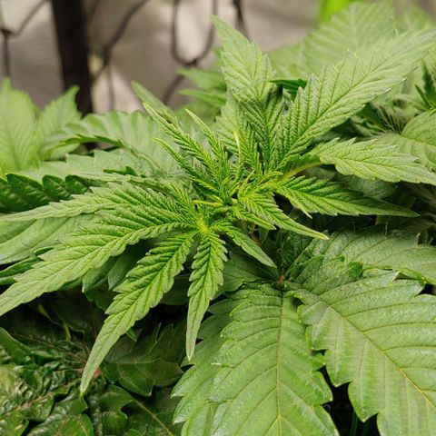 Northern Lights growlog timeline photo