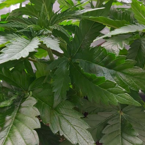 Northern Lights growlog timeline photo