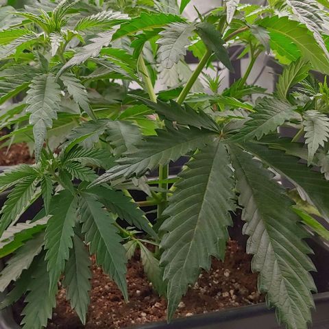 OG Kush growlog timeline photo