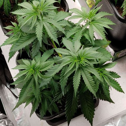 OG Kush growlog timeline photo